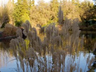 423961129 Pampas Grass 2